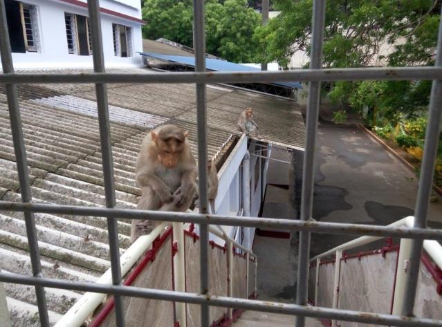 Image and video hosting by TinyPic