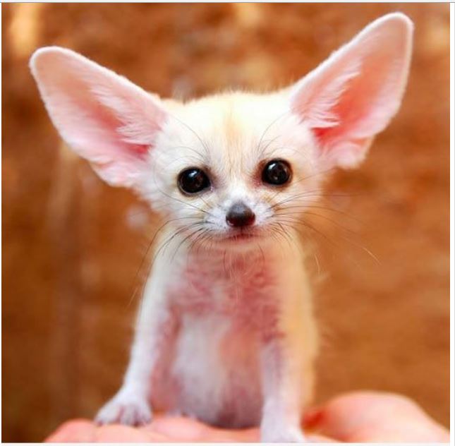 Image and video hosting by TinyPic