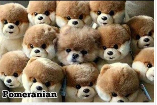 Image and video hosting by TinyPic