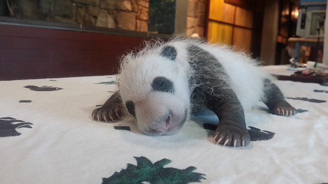 Giant Panda Cub Sept. 14, 2015