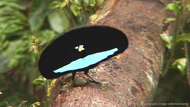 Image and video hosting by TinyPic