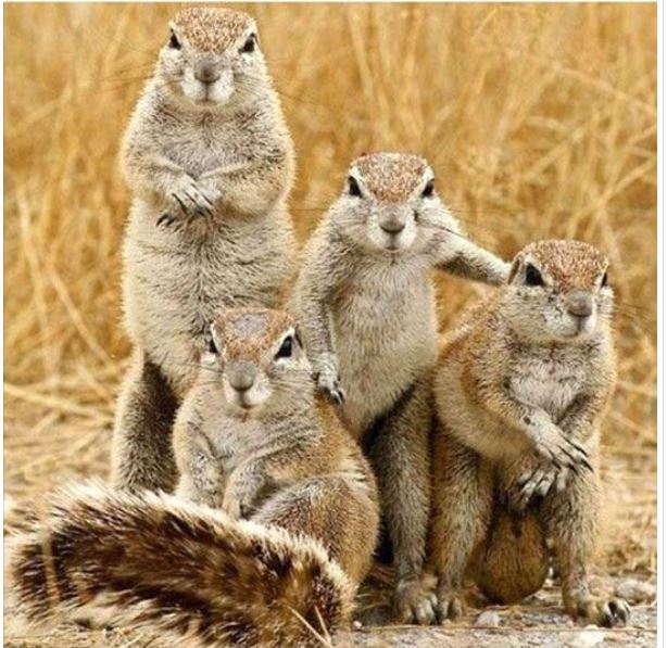 Image and video hosting by TinyPic