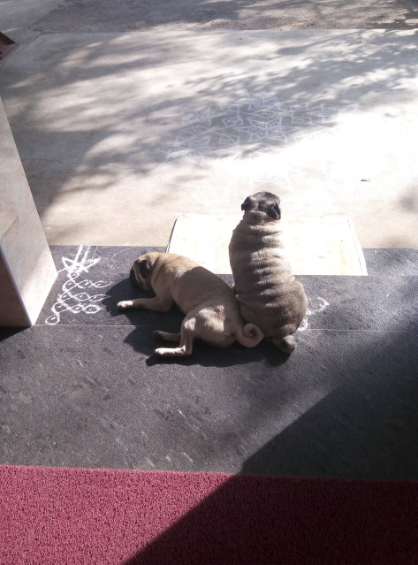 Image and video hosting by TinyPic