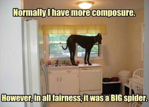 Image and video hosting by TinyPic