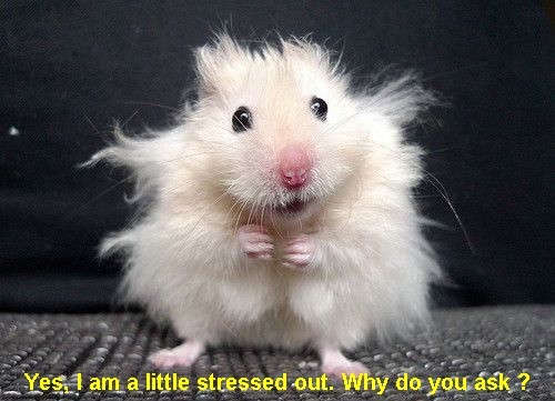 Image and video hosting by TinyPic