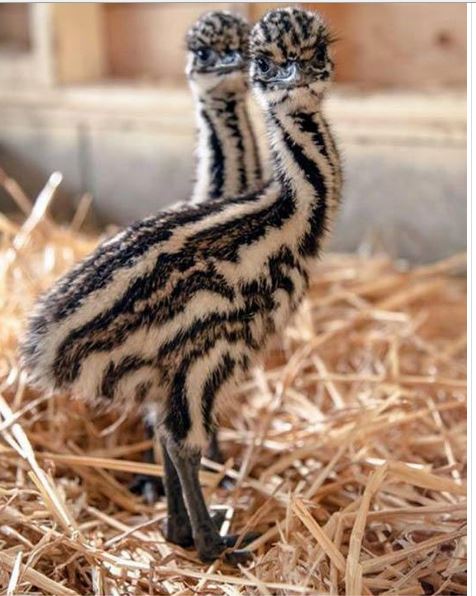 Image and video hosting by TinyPic